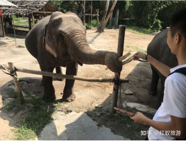 红蚁旅游680元双人泰国游 骑大象 红蚁旅游680元双人泰国游 骑大象